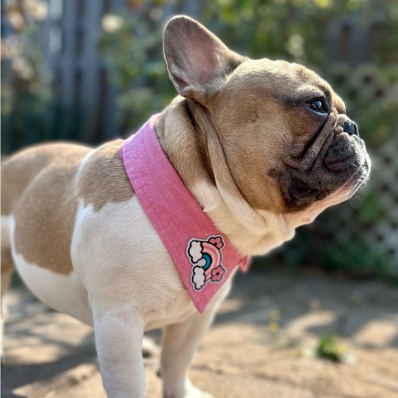 Upcycled - Dog Collar Accessory - Pink Rainbow Patch - one of a Kind - Dress up - Picture 6 of 9